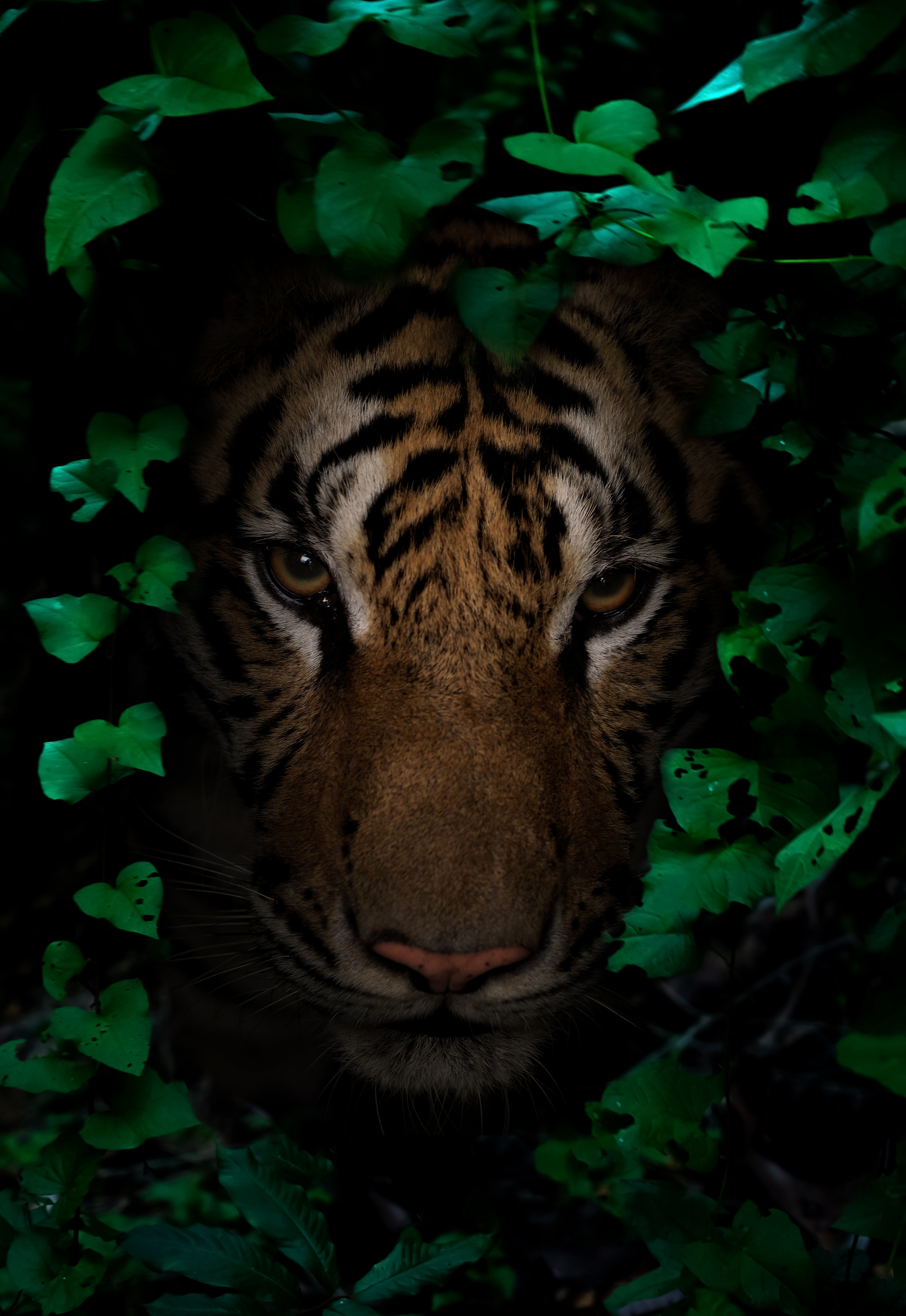 Tiger Background